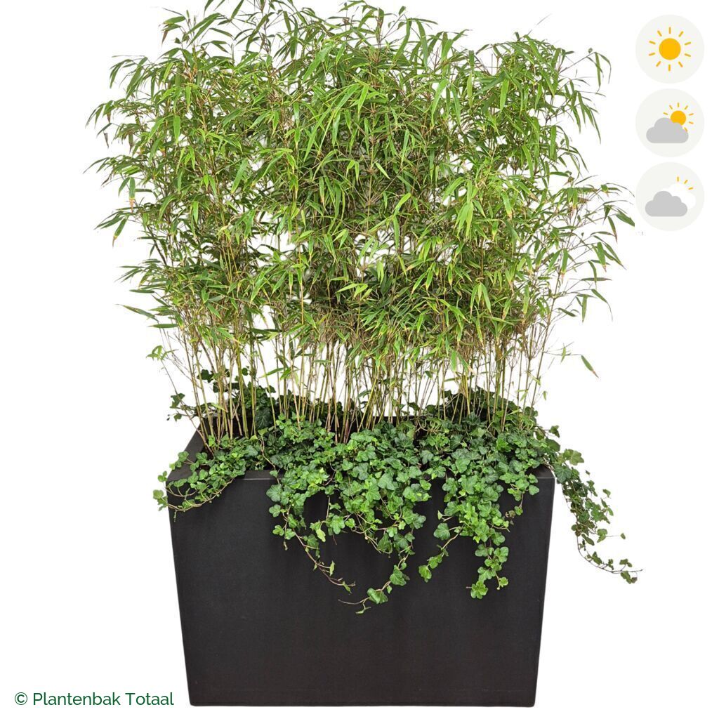 productfoto van plantenbak Fiberstone Jort Bamboe Afscheiding