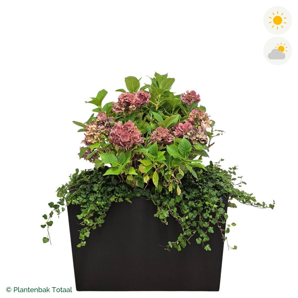 productfoto van plantenbak Fiberstone Jort Boerenhortensia Combinatie