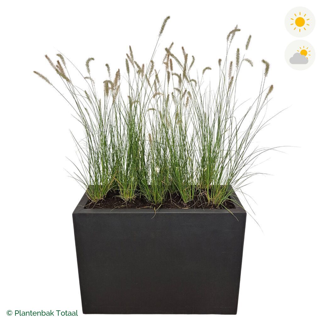 productfoto van plantenbak Fiberstone Jort Lampenpoetsersgras