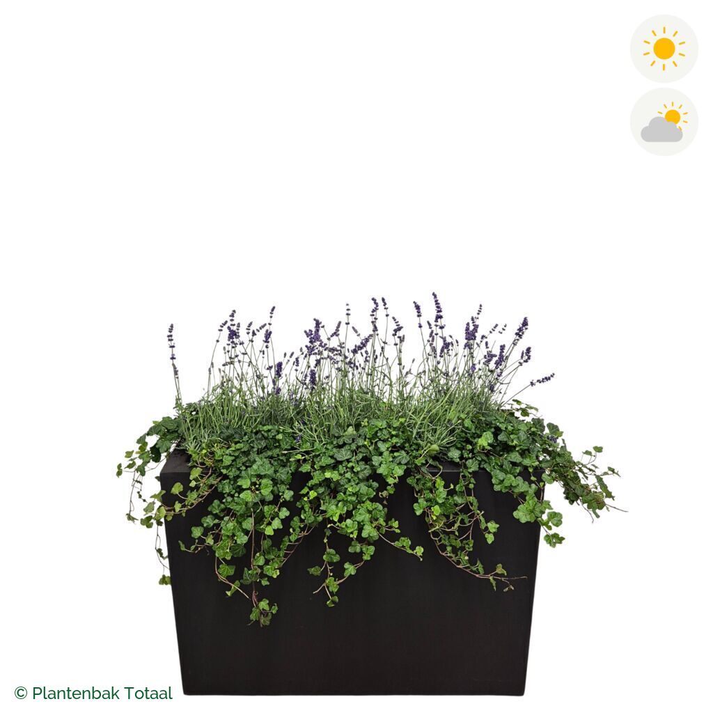 productfoto van plantenbak Fiberstone Jort Lavendel Combinatie