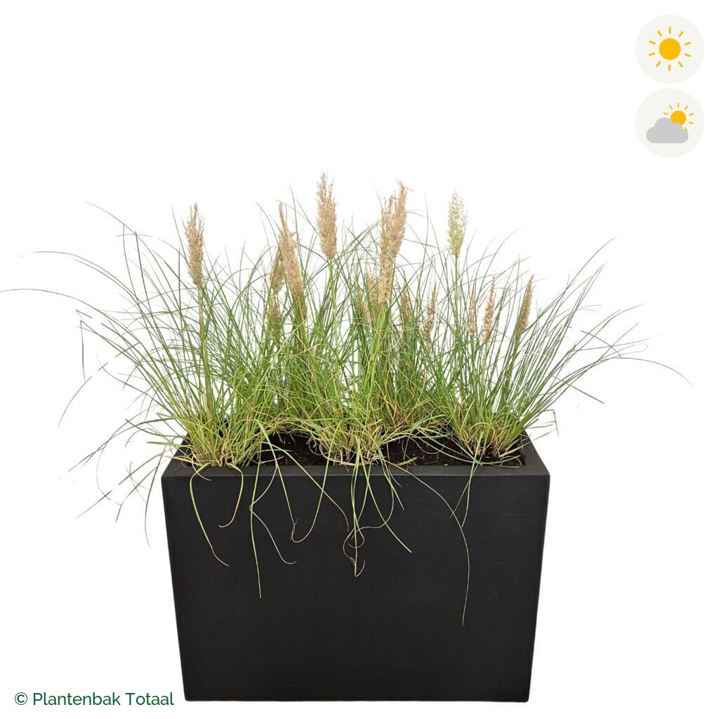 productfoto van plantenbak Fiberstone Jort Pampasgras