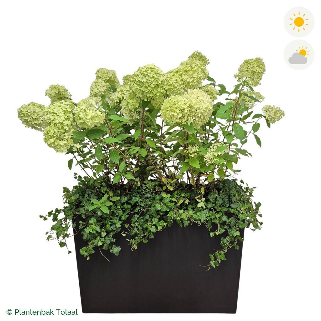 productfoto van plantenbak Fiberstone Jort Pluimhortensia Combinatie