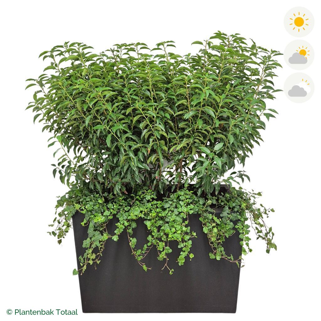 productfoto van plantenbak Fiberstone Jort Portugese Laurier