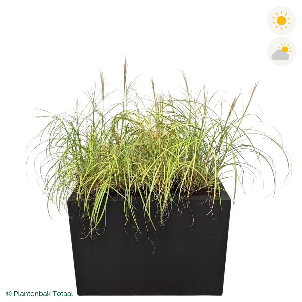 productfoto van plantenbak Fiberstone Jort Prachtriet