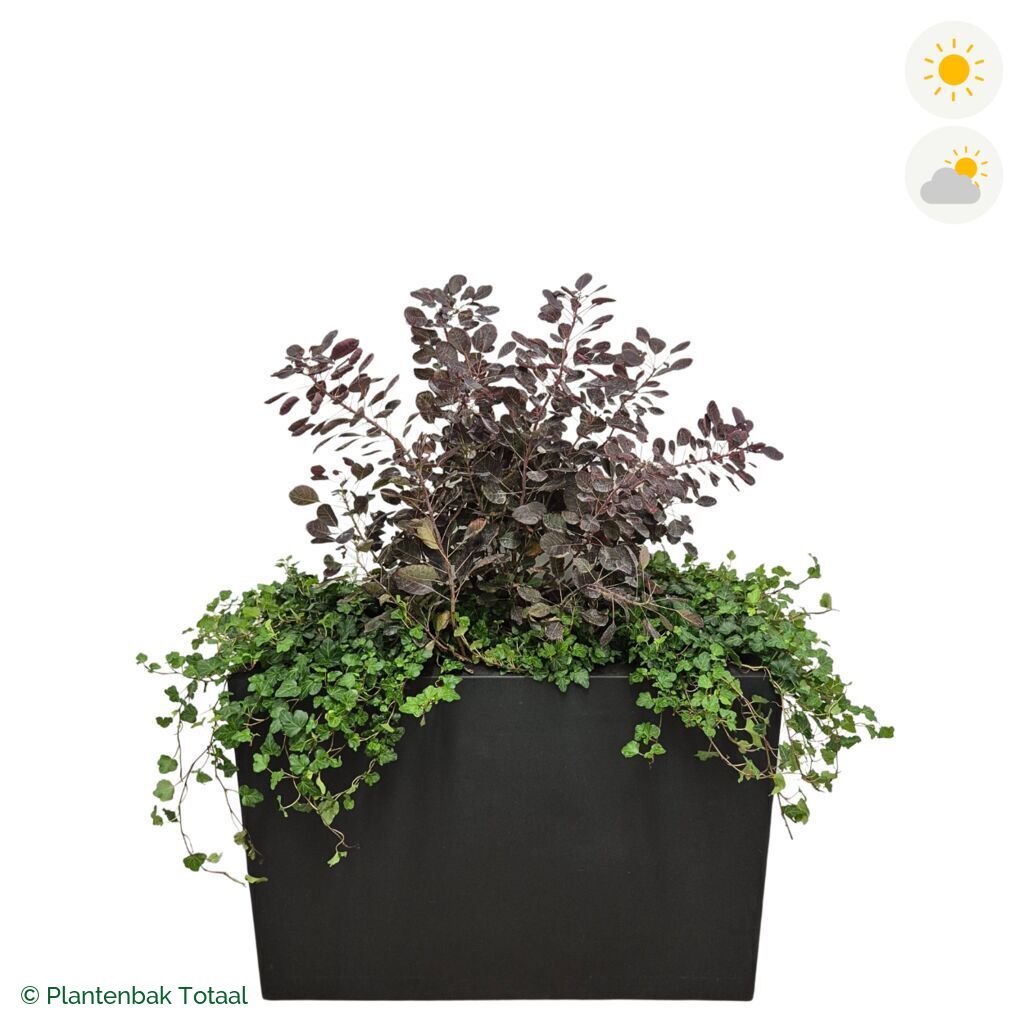 productfoto van plantenbak Fiberstone Jort Pruikenboom Combinatie