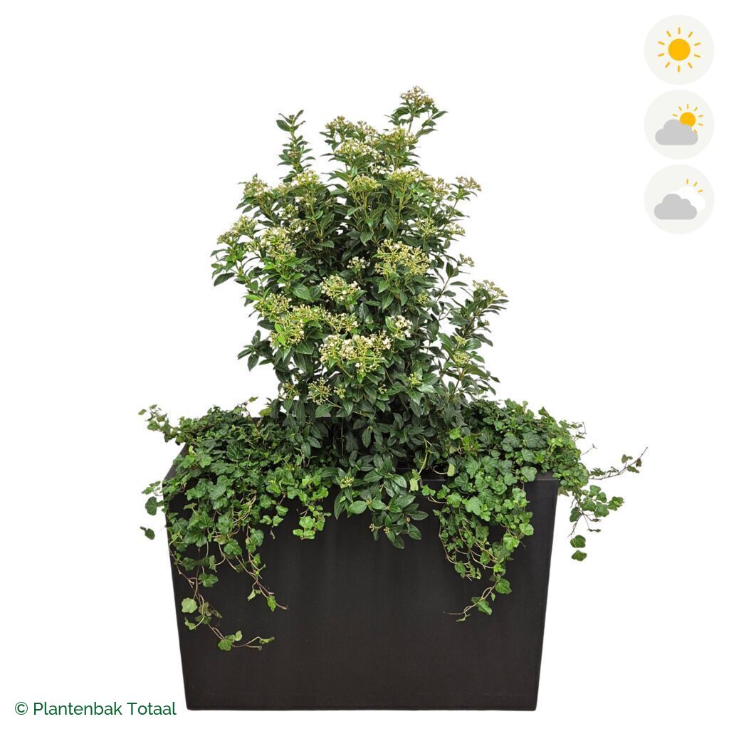 productfoto van plantenbak Fiberstone Jort Sneeuwbal Combinatie