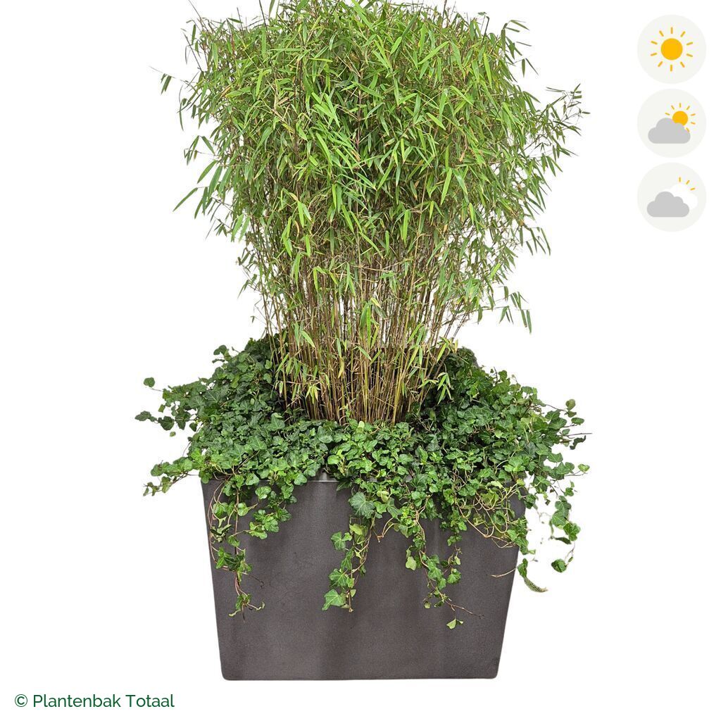 productfoto van plantenbak Fiberstone Jumbo Block Vierkant Bamboe Combinatie