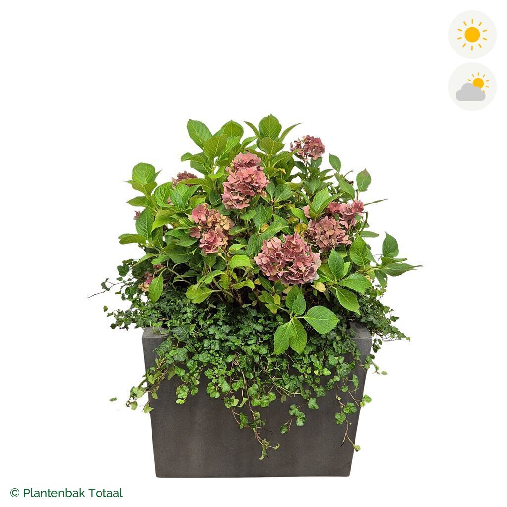 productfoto van plantenbak Fiberstone Jumbo Block Vierkant Boerenhortensia Combinatie