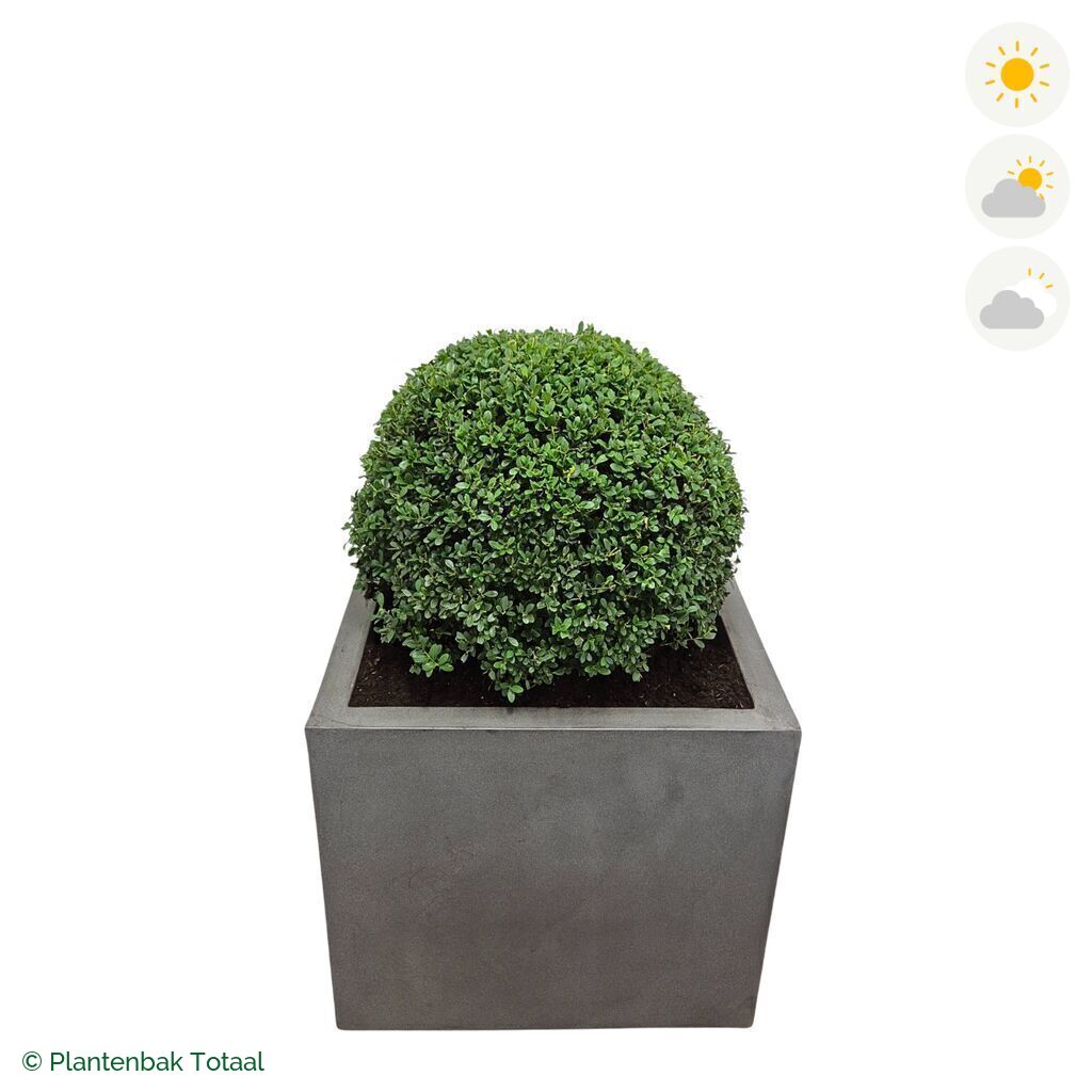 productfoto van plantenbak Fiberstone Jumbo Block Vierkant Japanse Hulst