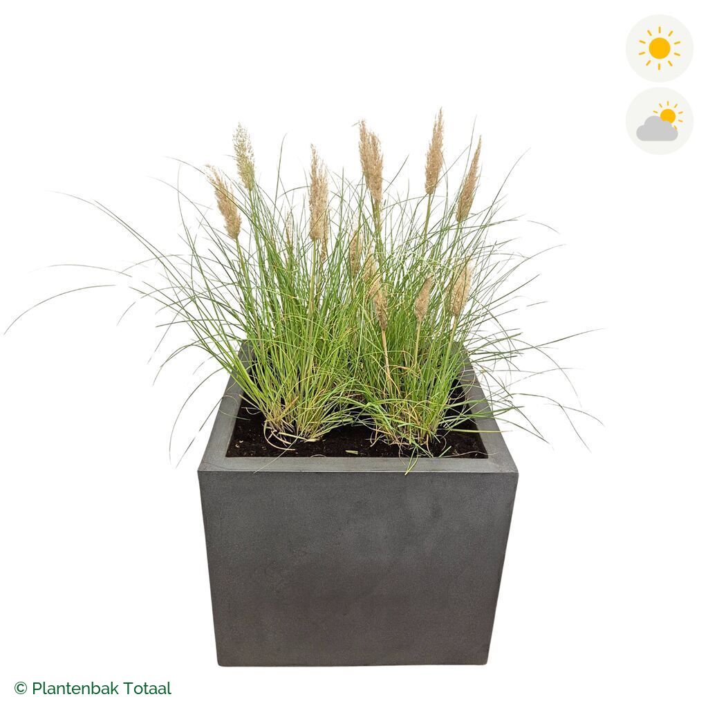 productfoto van plantenbak Fiberstone Jumbo Block Vierkant Pampasgras