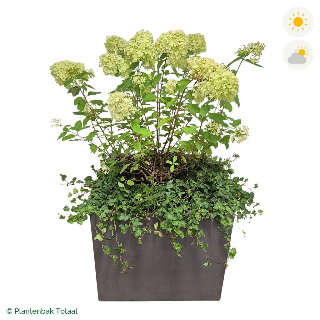 productfoto van plantenbak Fiberstone Jumbo Block Vierkant Pluimhortensia Combinatie
