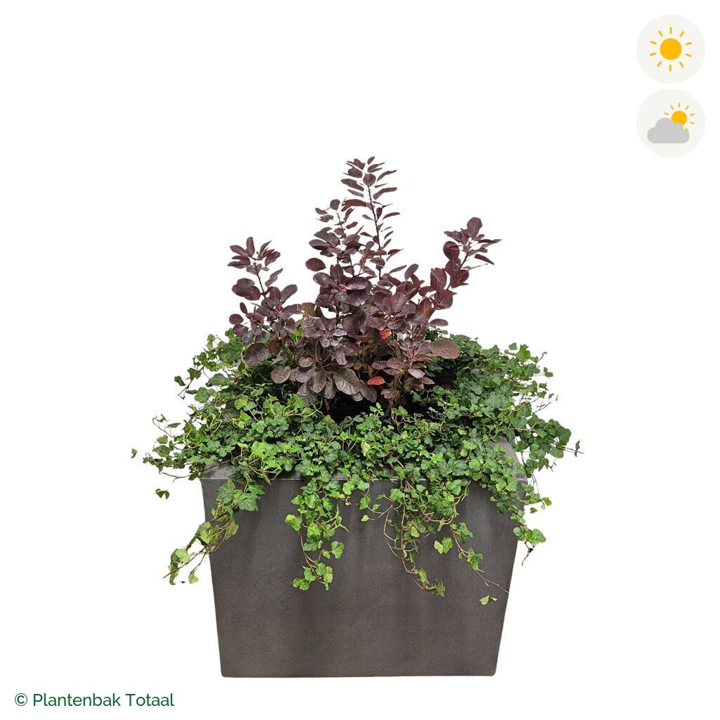 productfoto van plantenbak Fiberstone Jumbo Block Vierkant Pruikenboom Combinatie