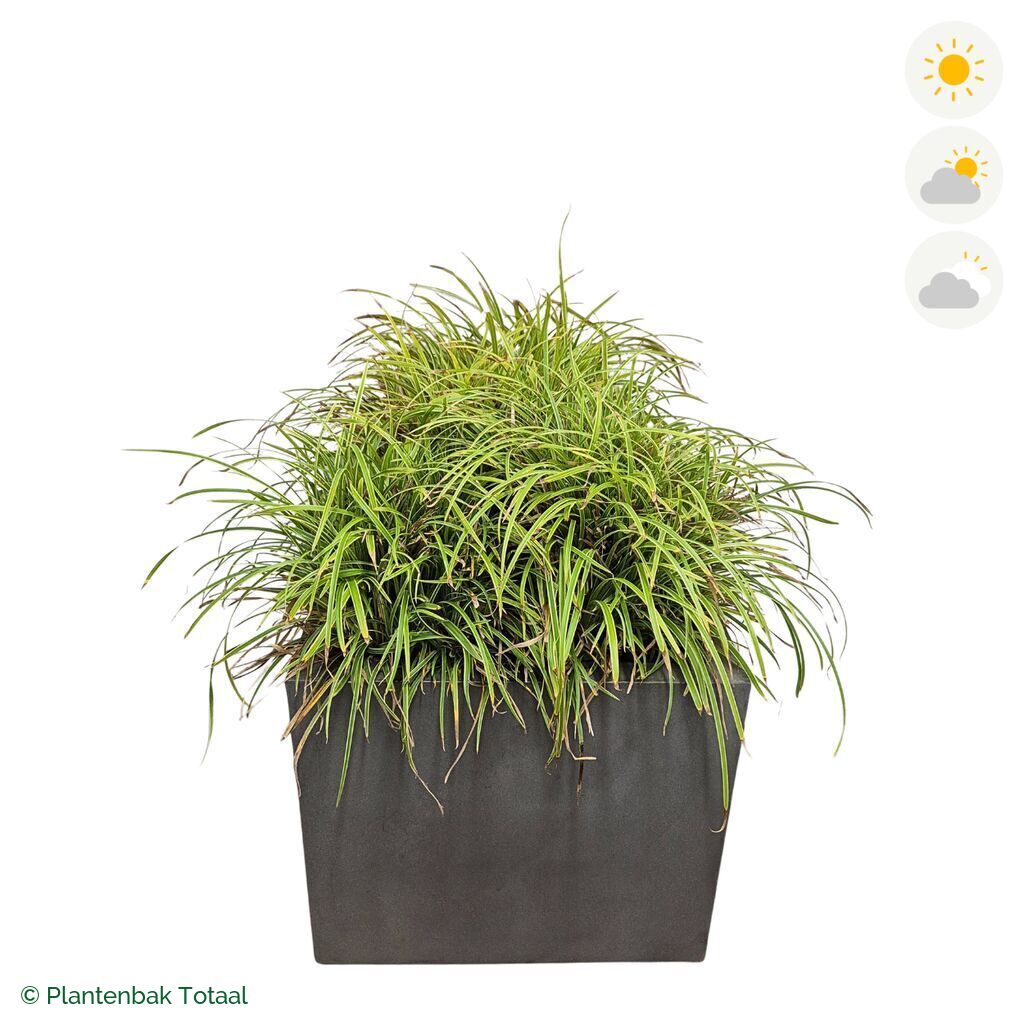 productfoto van plantenbak Fiberstone Jumbo Block Vierkant Zegge