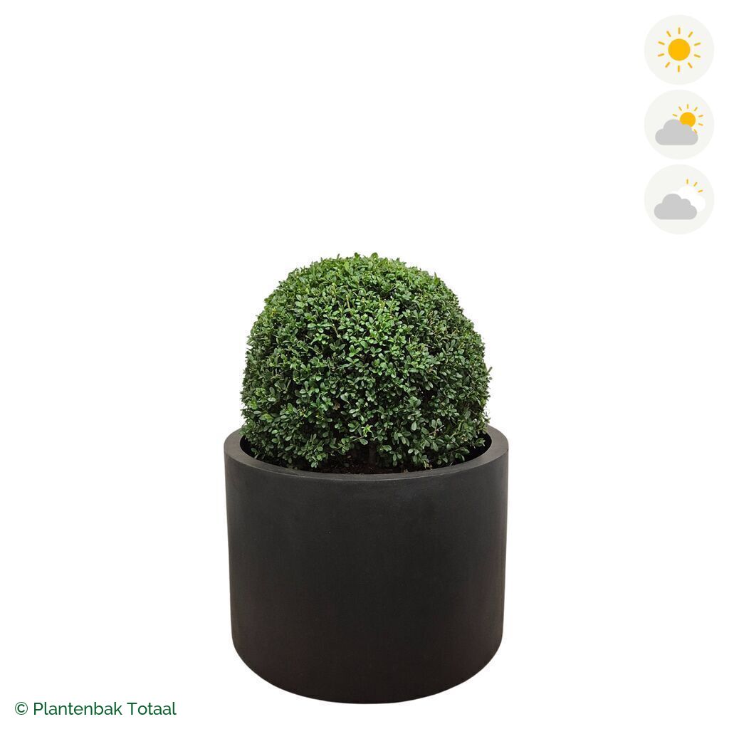 productfoto van plantenbak Fiberstone Jumbo Max Rond Japanse Hulst