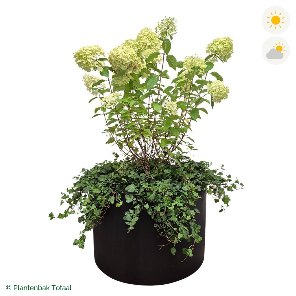 productfoto van plantenbak Fiberstone Jumbo Max Rond Pluimhortensia Combinatie