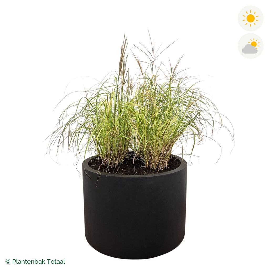 productfoto van plantenbak Fiberstone Jumbo Max Rond Prachtriet