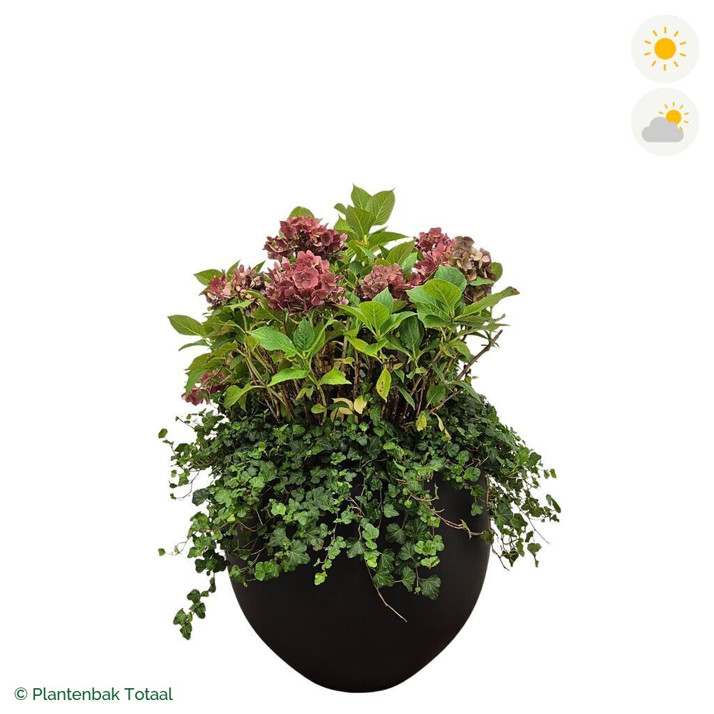 productfoto van plantenbak Fiberstone Orb Boerenhortensia Combinatie
