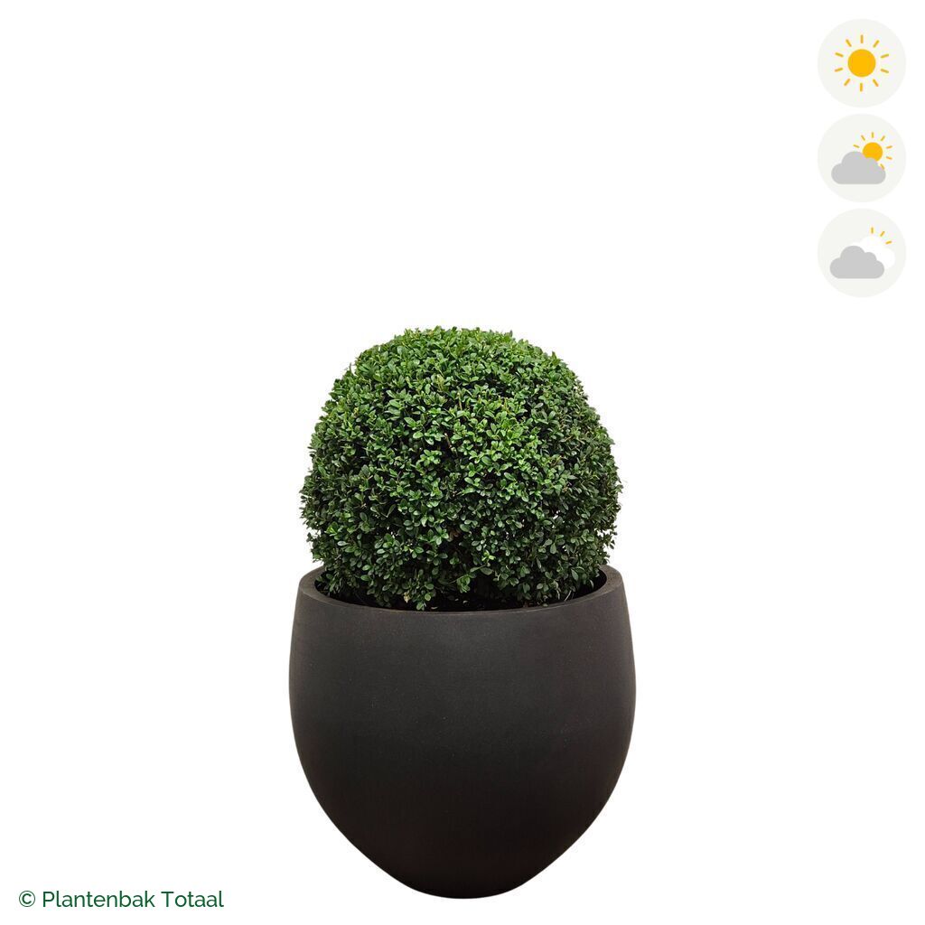 productfoto van plantenbak Fiberstone Orb Japanse Hulst