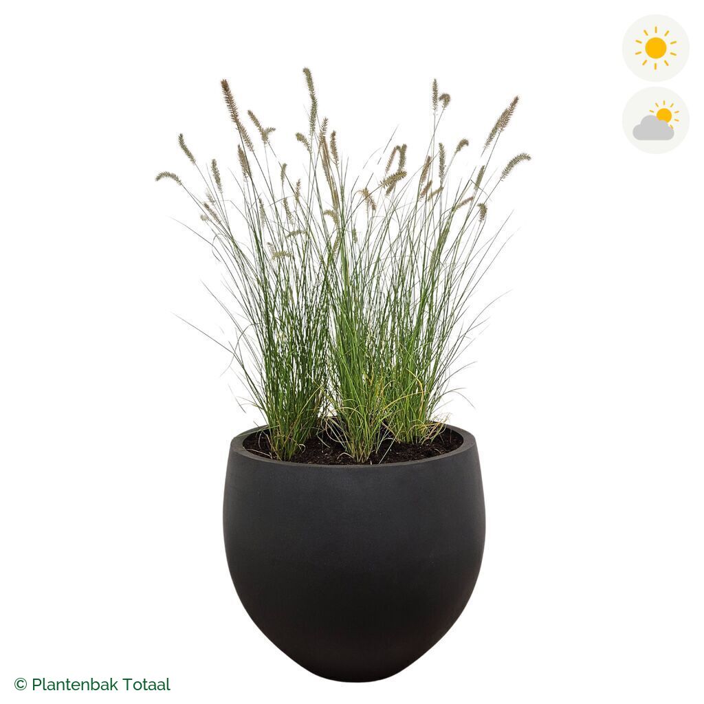 productfoto van plantenbak Fiberstone Orb Lampenpoetsersgras