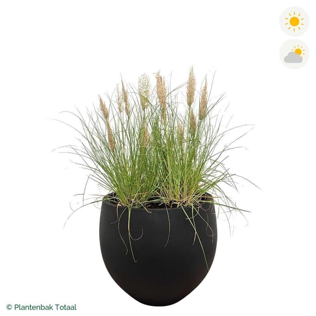 productfoto van plantenbak Fiberstone Orb Pampasgras
