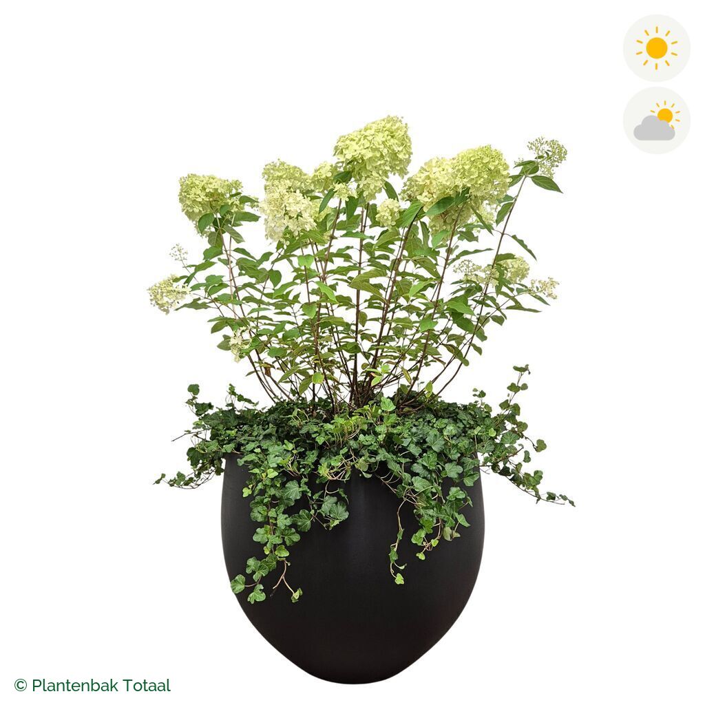 productfoto van plantenbak Fiberstone Orb Pluimhortensia Combinatie