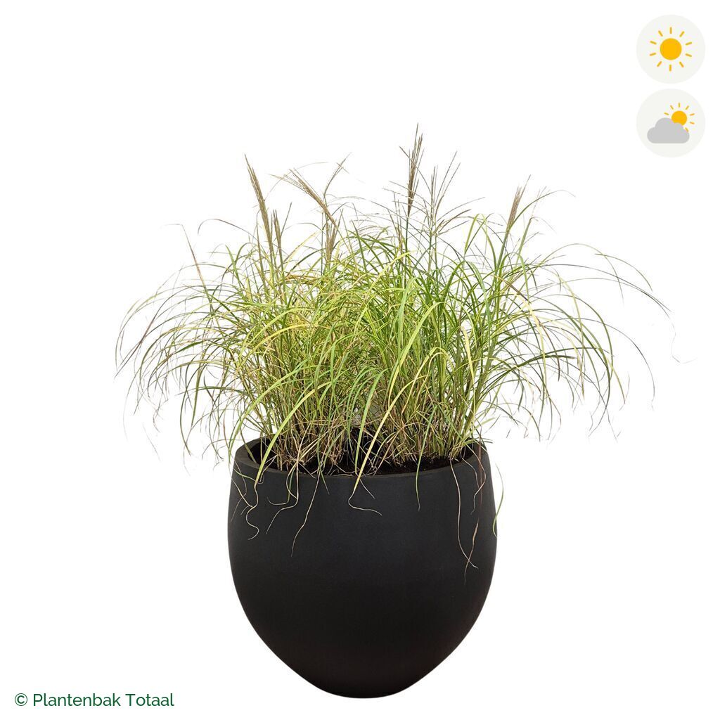 productfoto van plantenbak Fiberstone Orb Prachtriet
