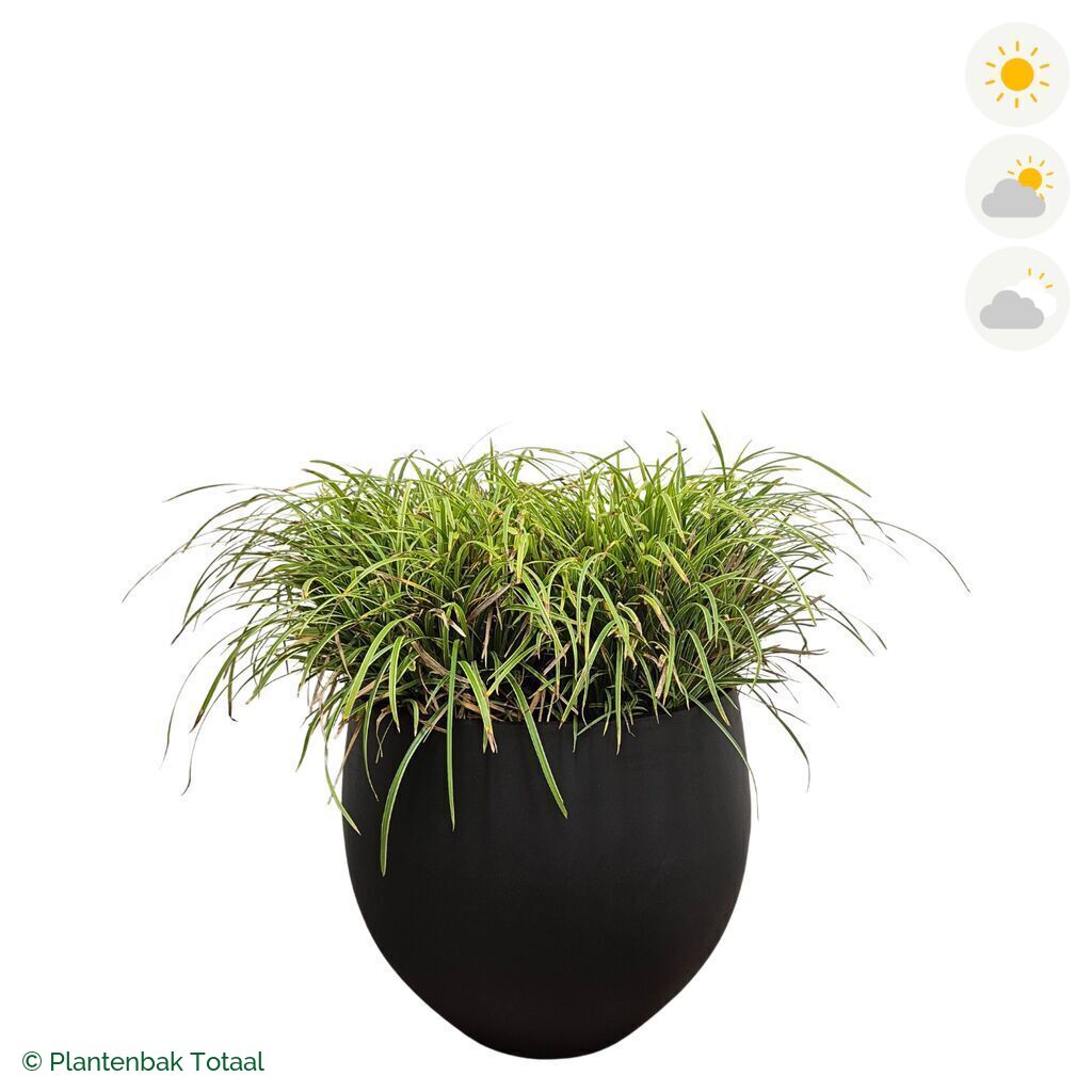 productfoto van plantenbak Fiberstone Orb Zegge