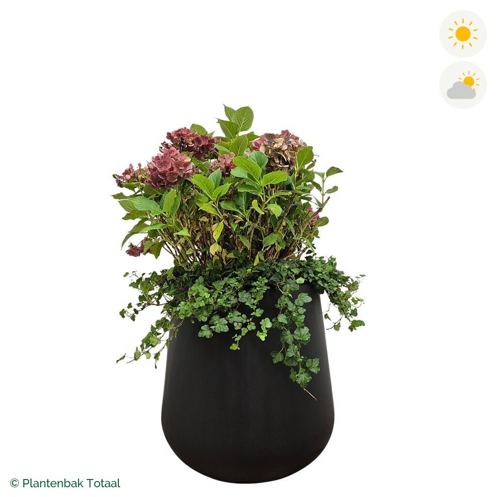 productfoto van plantenbak Fiberstone Pax Boerenhortensia Combinatie