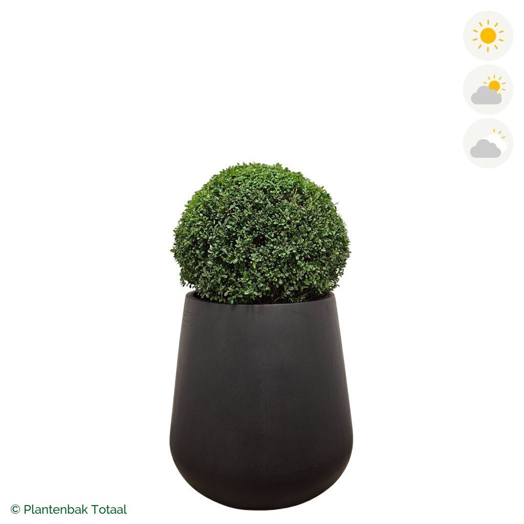 productfoto van plantenbak Fiberstone Pax Japanse Hulst