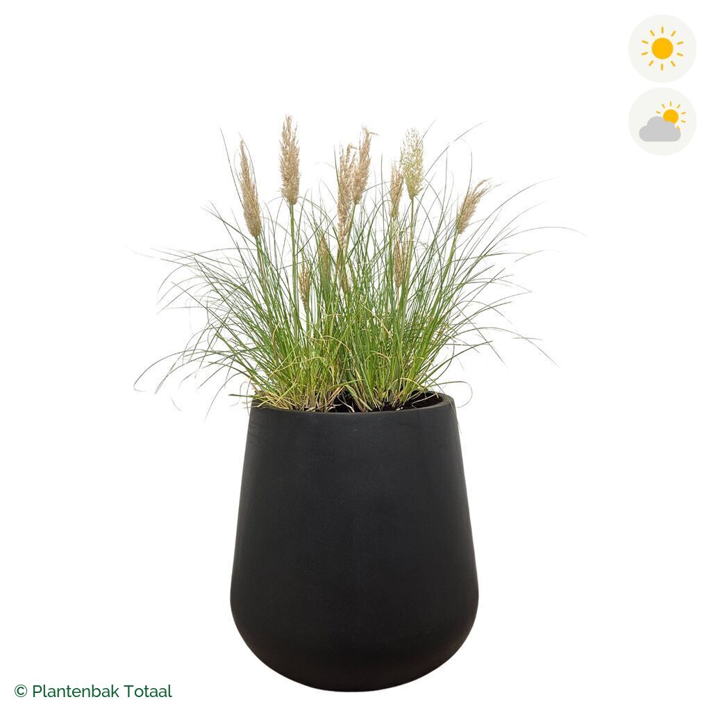 productfoto van plantenbak Fiberstone Pax Pampasgras