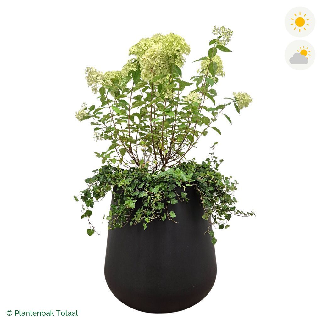 productfoto van plantenbak Fiberstone Pax Pluimhortensia Combinatie