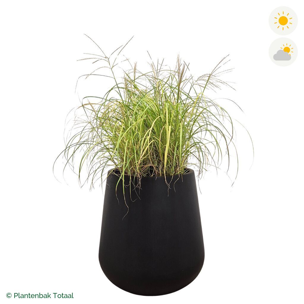 productfoto van plantenbak Fiberstone Pax Prachtriet