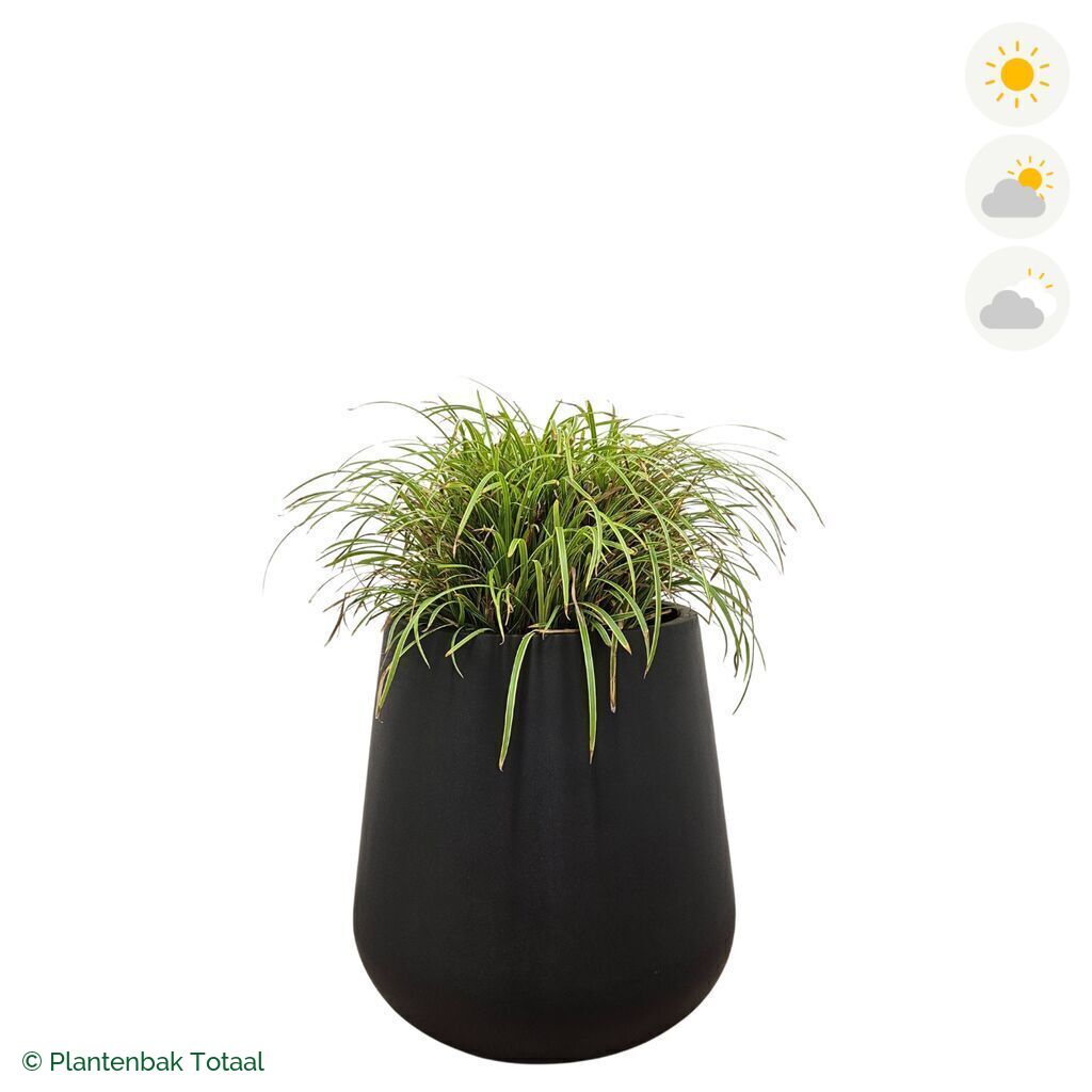 productfoto van plantenbak Fiberstone Pax Zegge