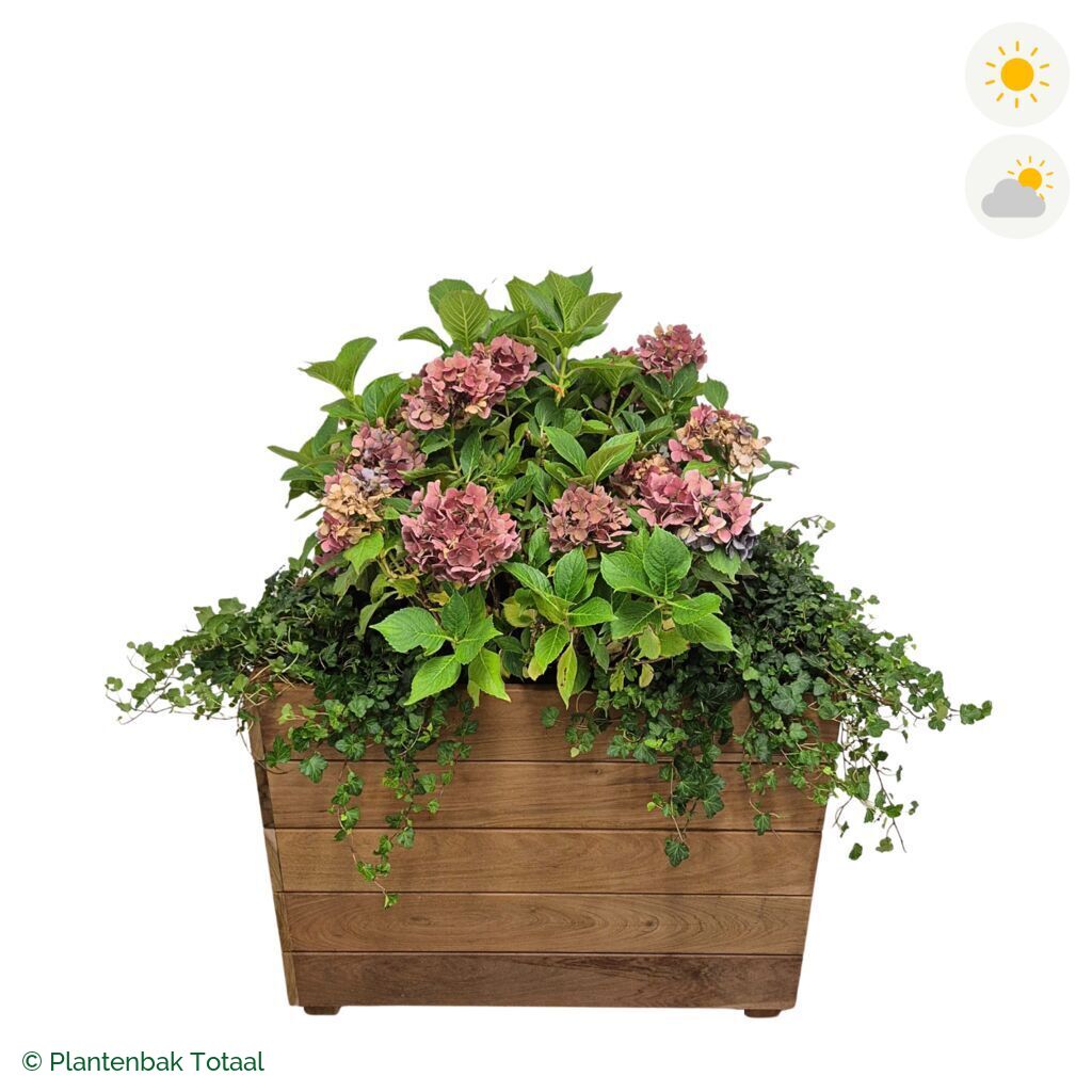 productfoto van plantenbak Hardhout Granada Rechthoek Boerenhortensia Combinatie