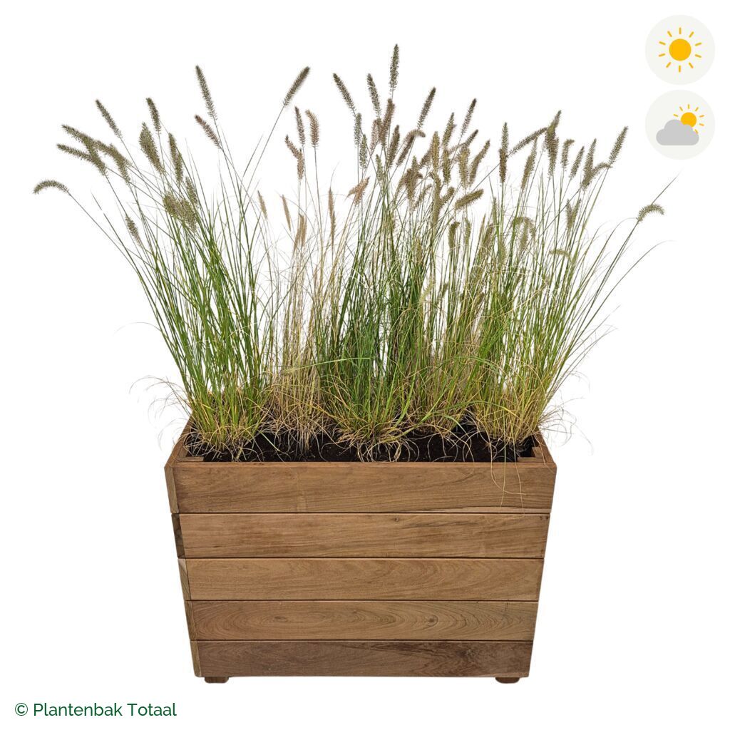 productfoto van plantenbak Hardhout Granada Rechthoek Lampenpoetsersgras