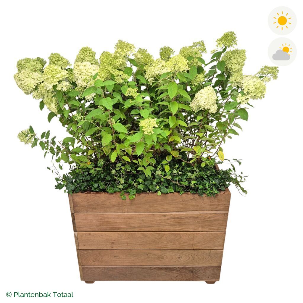 productfoto van plantenbak Hardhout Granada Rechthoek Pluimhortensia Combinatie