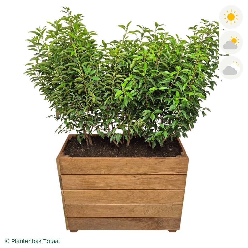 productfoto van plantenbak Hardhout Granada Rechthoek Portugese Laurier
