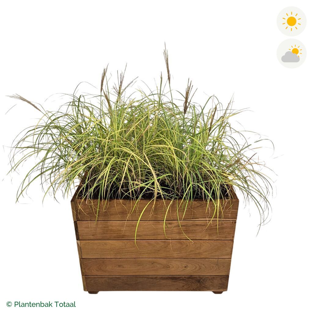 productfoto van plantenbak Hardhout Granada Rechthoek Prachtriet