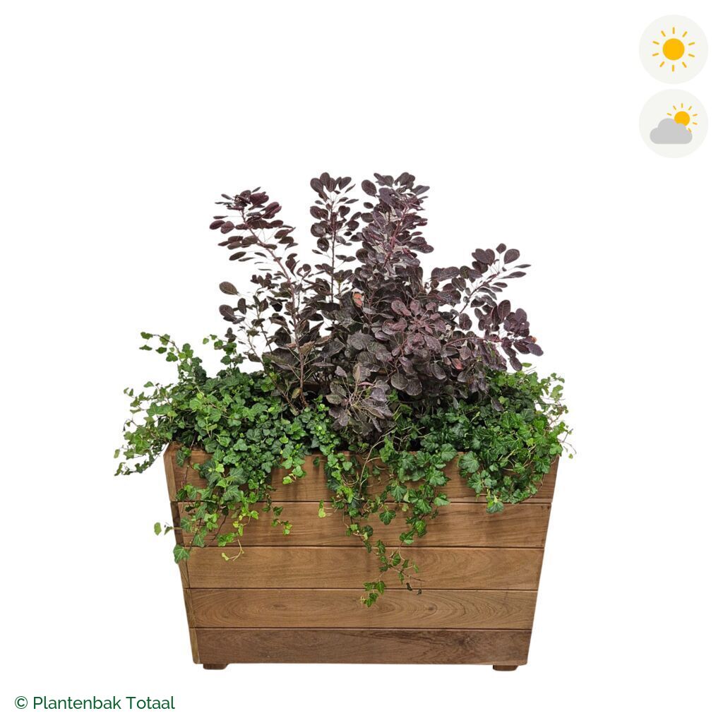 productfoto van plantenbak Hardhout Granada Rechthoek Pruikenboom Combinatie