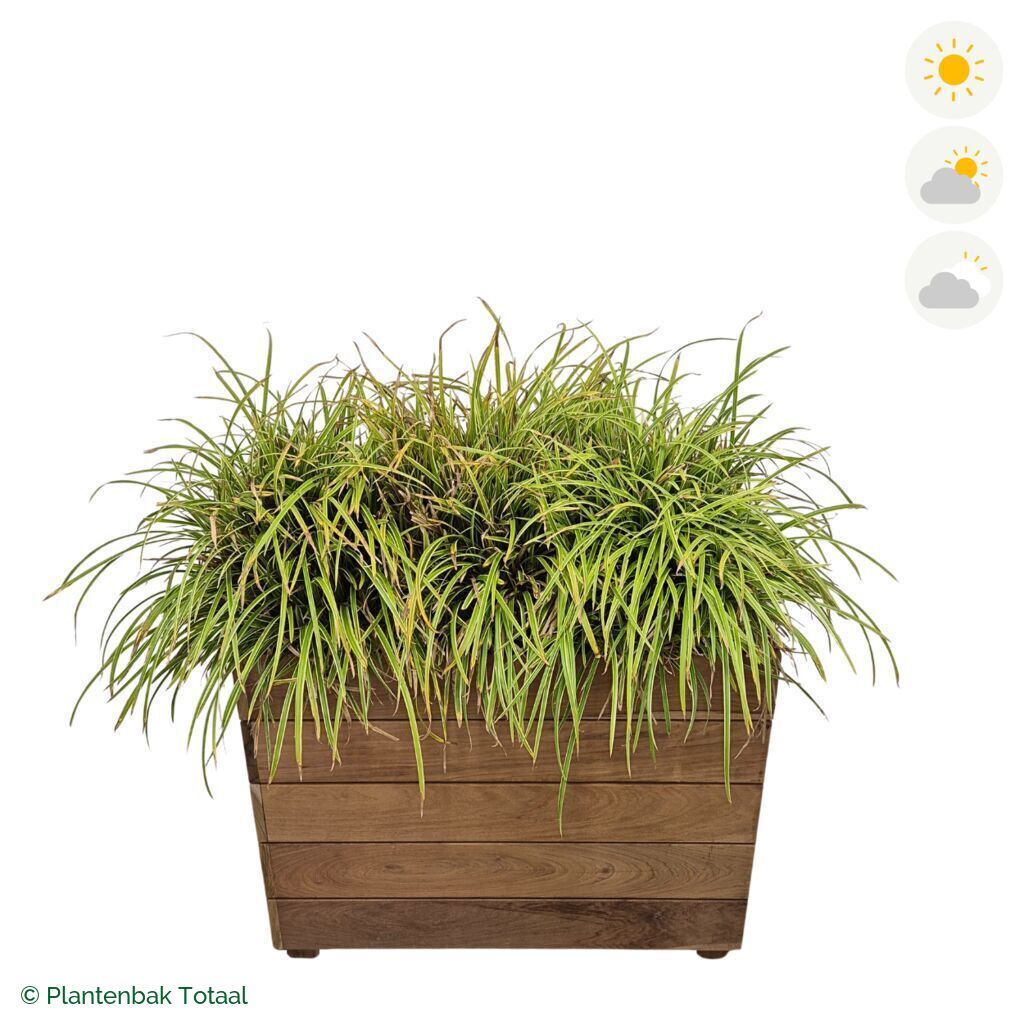 productfoto van plantenbak Hardhout Granada Rechthoek Zegge
