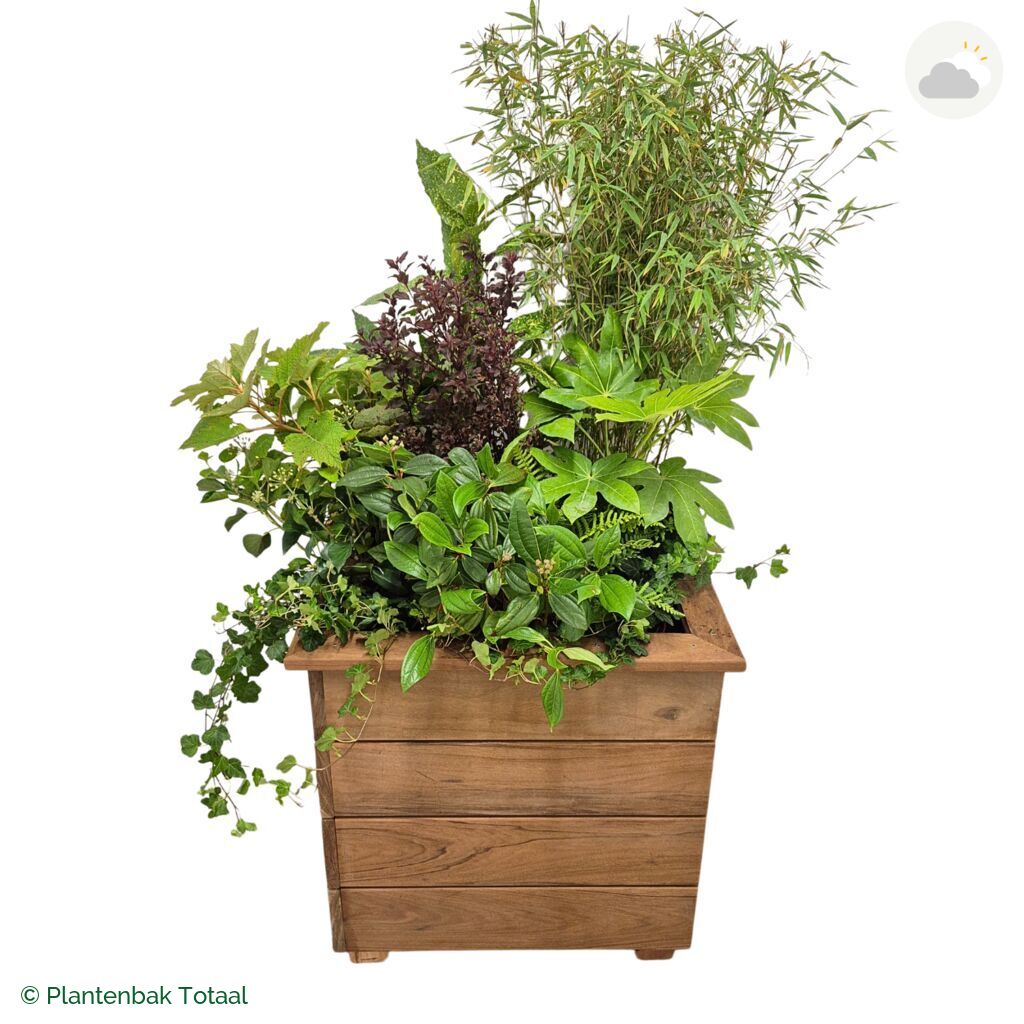 productfoto van plantenbak Hardhout Granada Vierkant Amazone