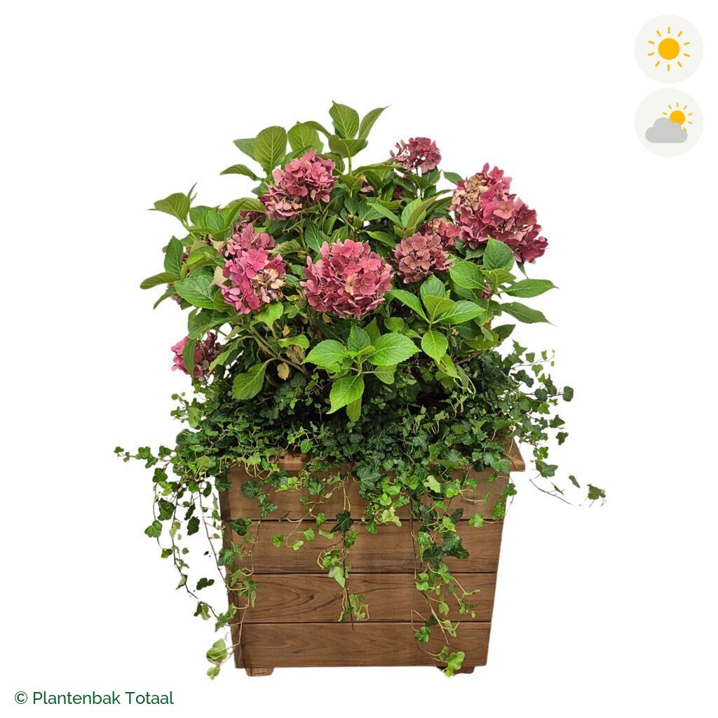 productfoto van plantenbak Hardhout Granada Vierkant Boerenhortensia Combinatie