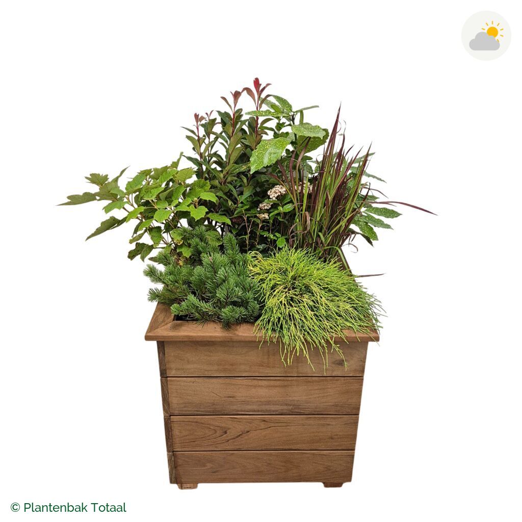 productfoto van plantenbak Hardhout Granada Vierkant Eifel
