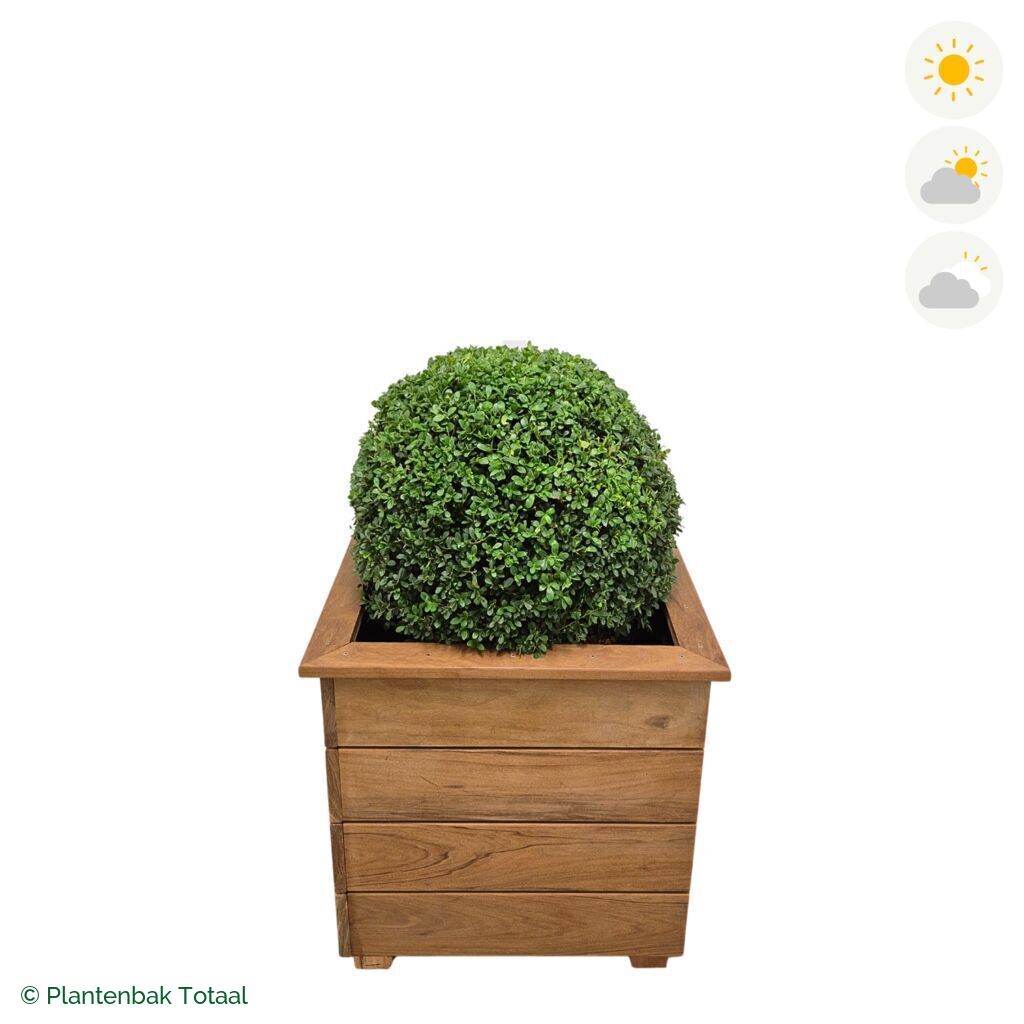 productfoto van plantenbak Hardhout Granada Vierkant Japanse Hulst