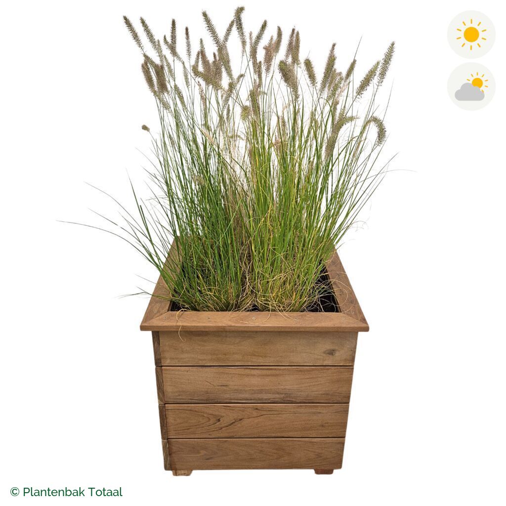 productfoto van plantenbak Hardhout Granada Vierkant Lampenpoetsersgras