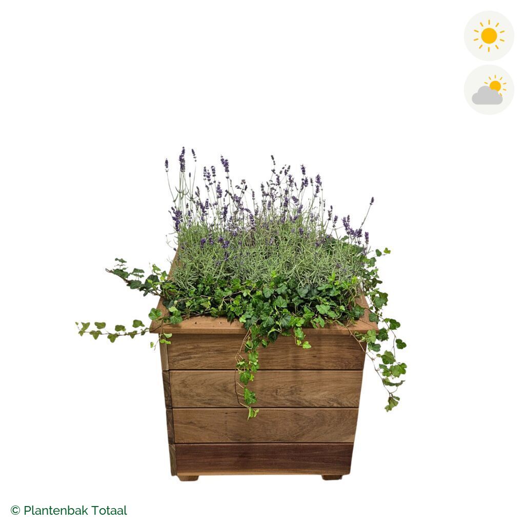 productfoto van plantenbak Hardhout Granada Vierkant Lavendel Combinatie