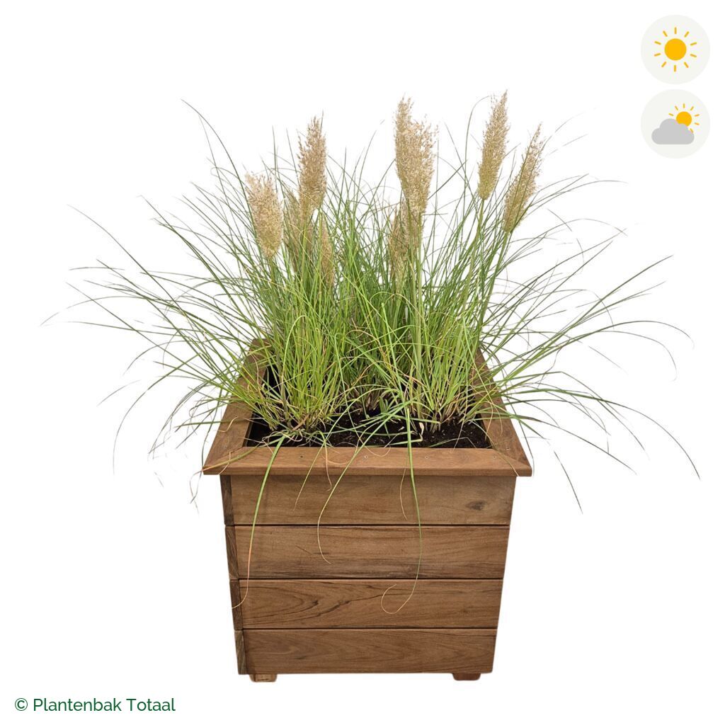 productfoto van plantenbak Hardhout Granada Vierkant Pampasgras