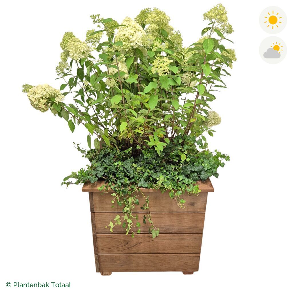 productfoto van plantenbak Hardhout Granada Vierkant Pluimhortensia Combinatie