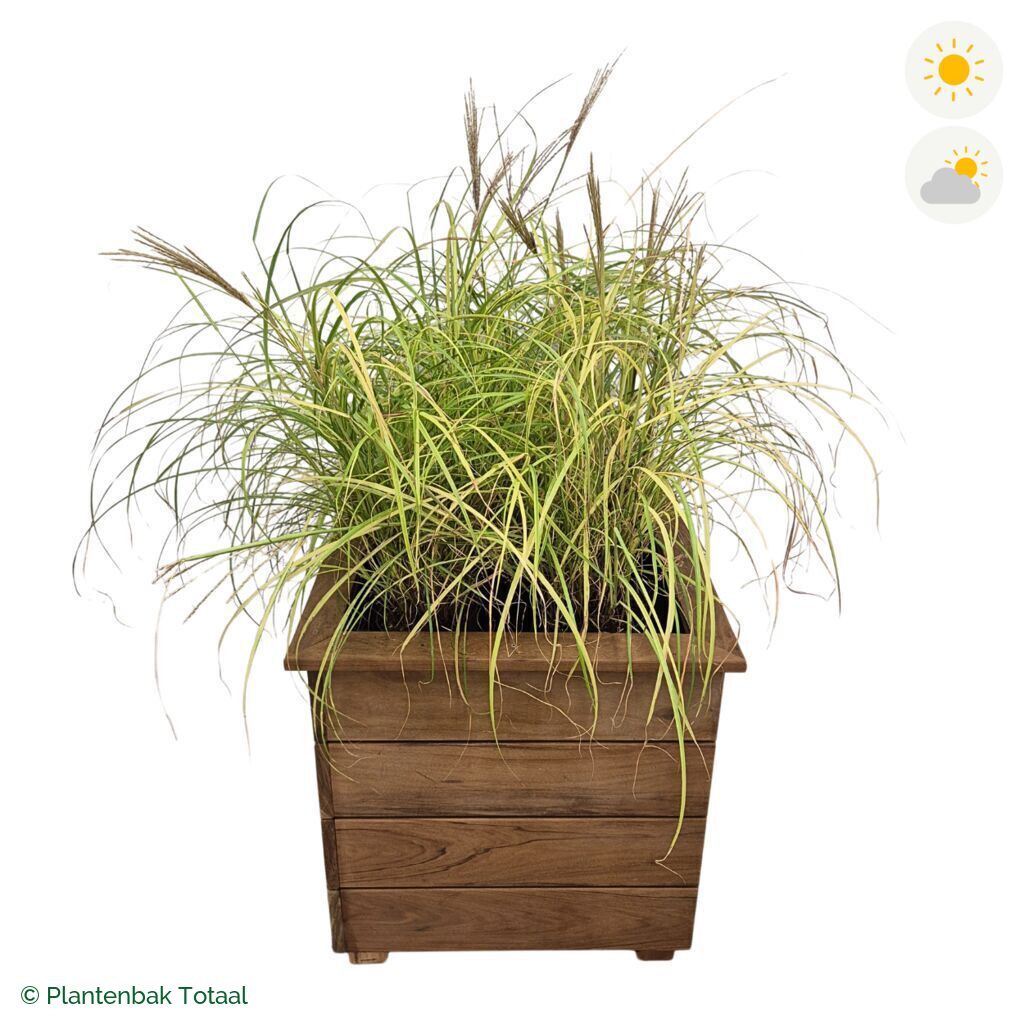 productfoto van plantenbak Hardhout Granada Vierkant Prachtriet