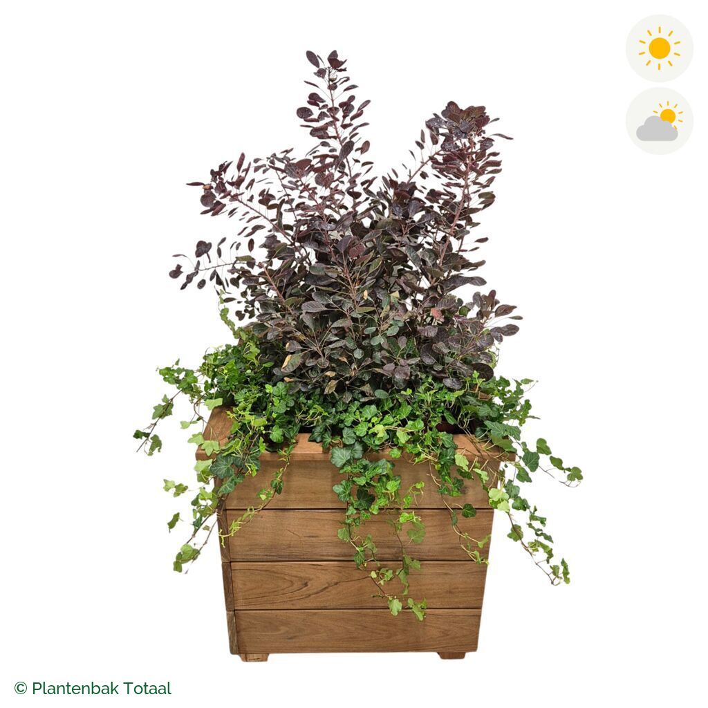 productfoto van plantenbak Hardhout Granada Vierkant Pruikenboom Combinatie